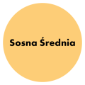 PRO Company Szpachla do drewna 5kg Sosna średnia
