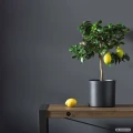 BECKERS Designer Collection Farba ceramiczna do ścian i sufitów modern loft ciemnoszary