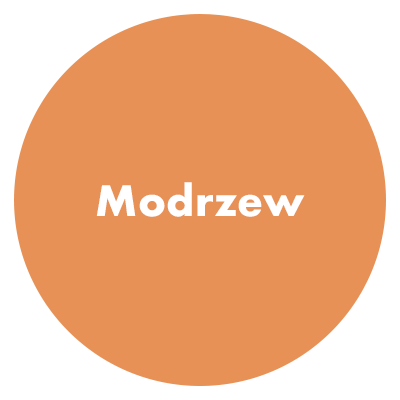 Kolor szpachli modrzew